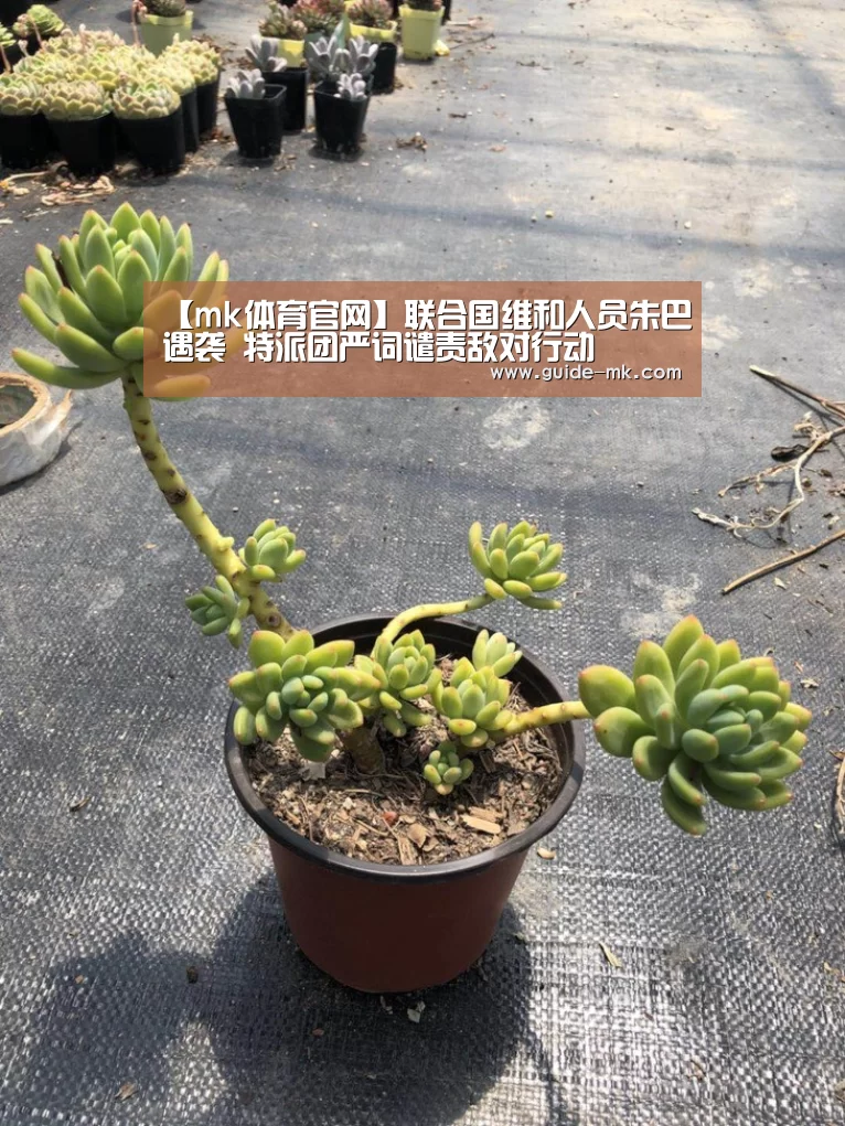 【mk体育官网】联合国维和人员朱巴遇袭 特派团严词谴责敌对行动(图3) mk体育